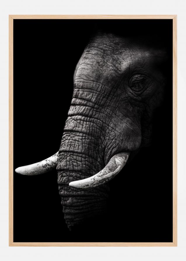 Portrait Elephant Plakat