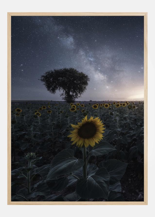Starsflowers Plakat