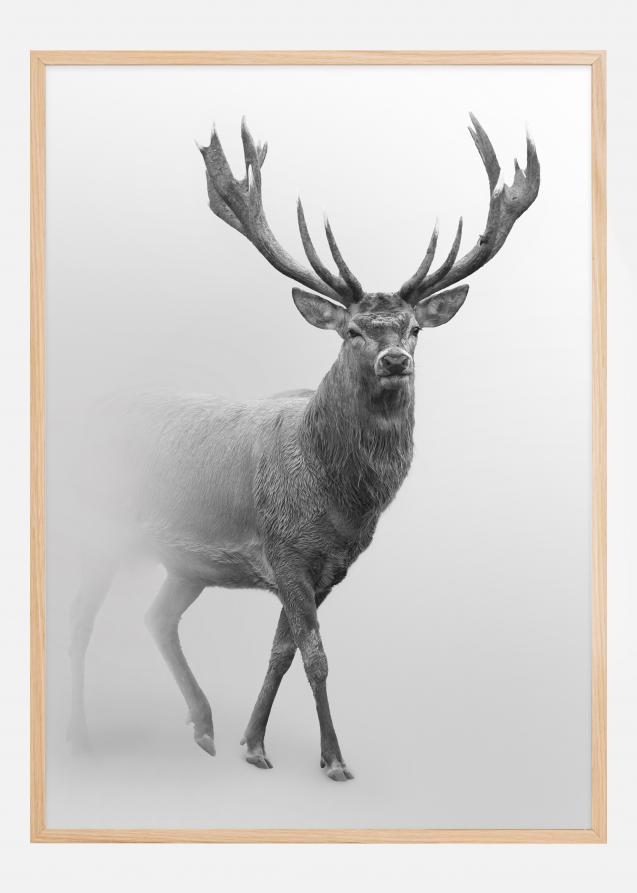 Black and white Red deer Plakat
