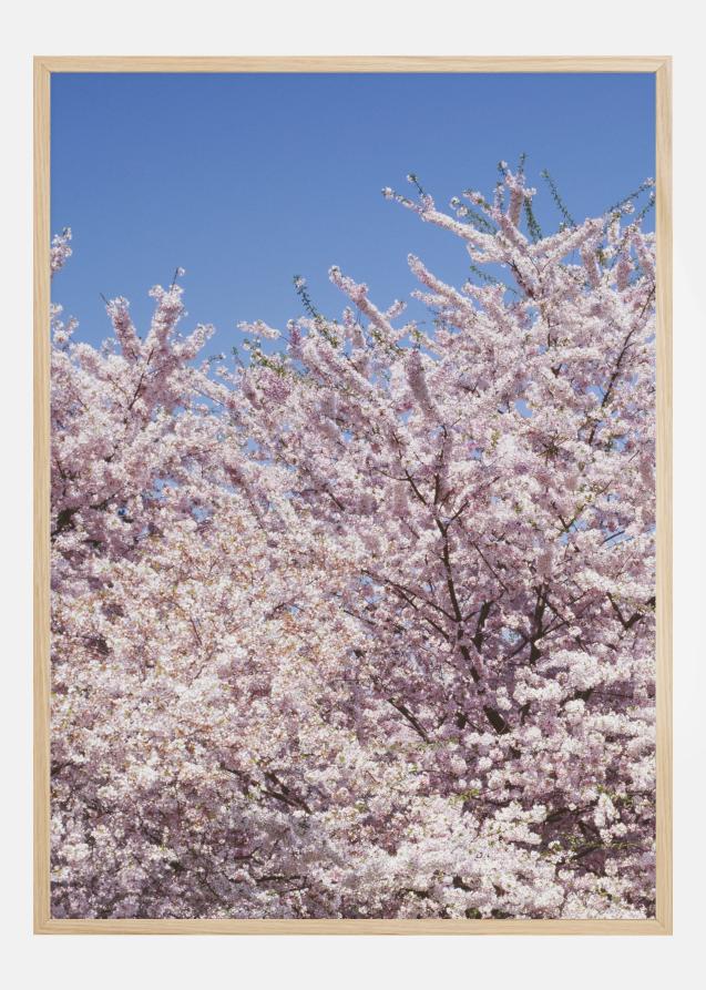 Cherry-Tree Plakat