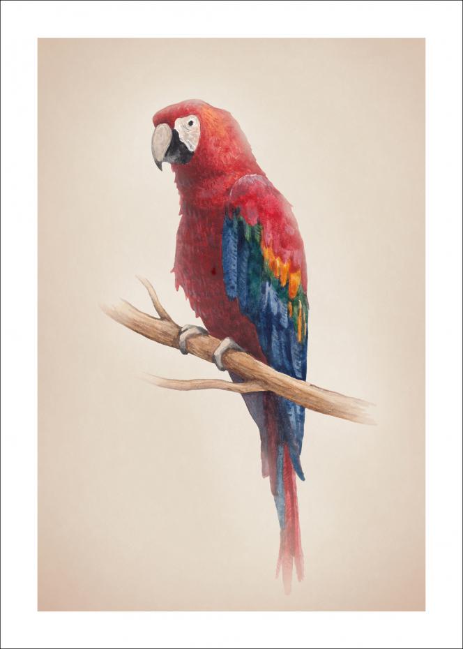 Tropical Parrot Plakat