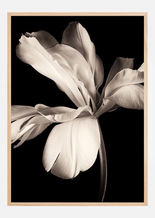 Dark Macro Flower Plakat