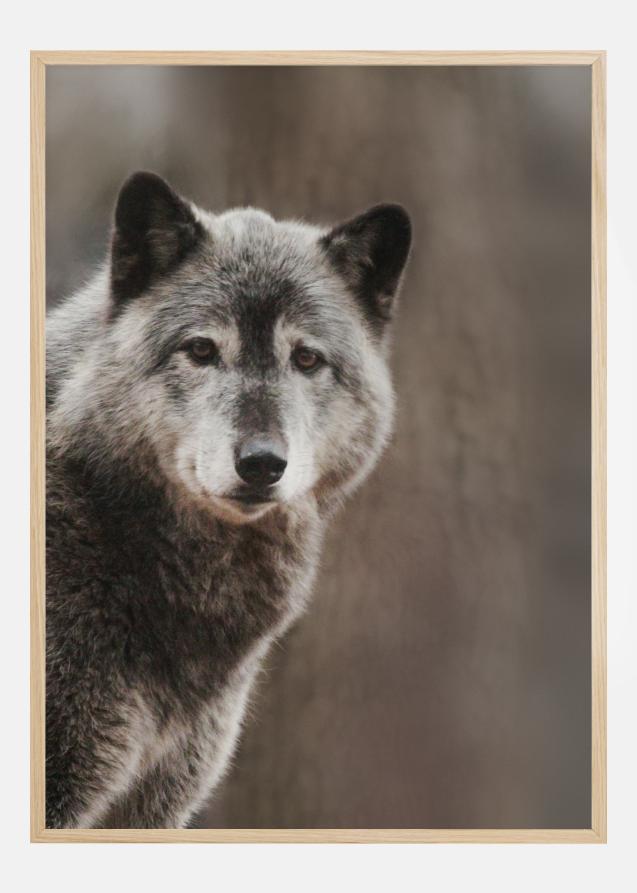 Wolf Plakat