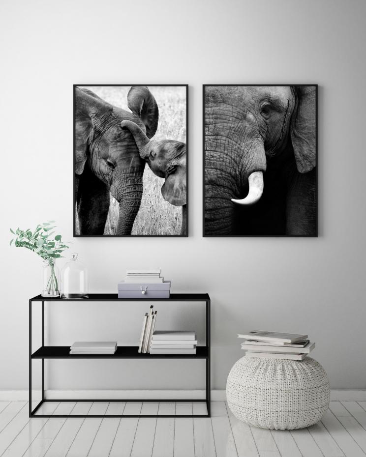Elefant 50x70 cm