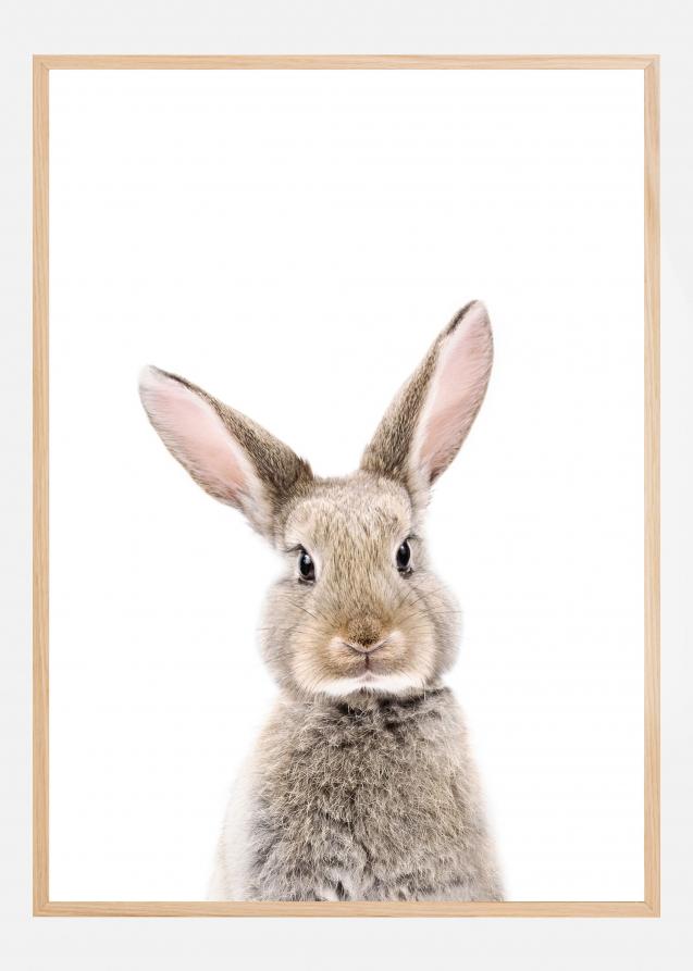 Baby Rabbit Plakat