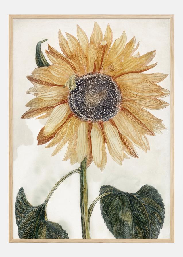 Sunflower Art Plakat