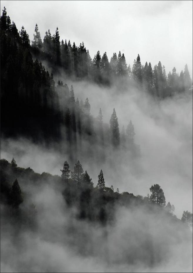 Foggy Forest Black & White II - 50x70 cm
