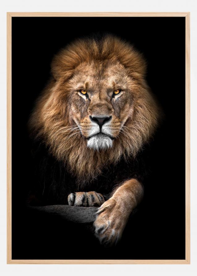 Focused Lion Color Plakat