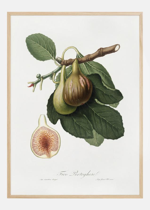 Figs Plakat