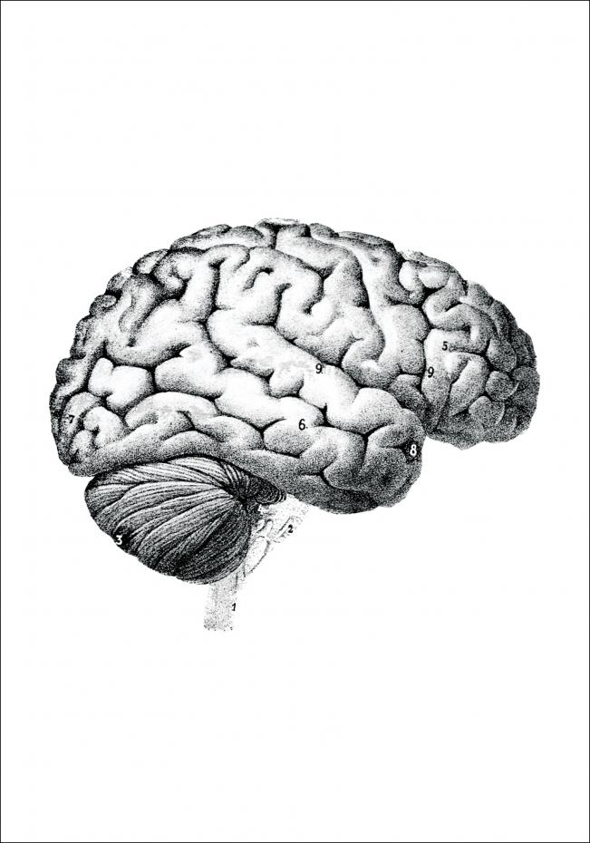 Hjerne - Plakat
