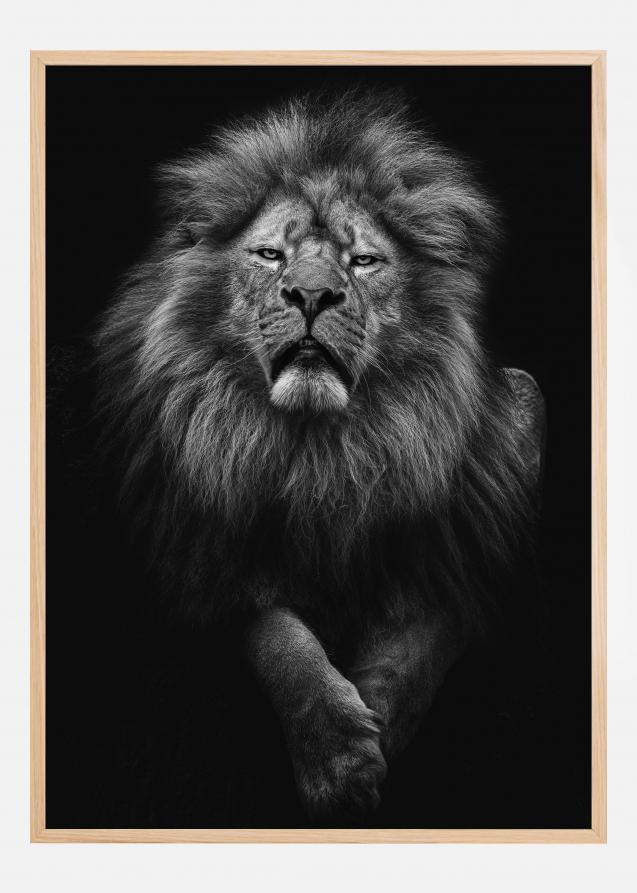 Black and White Lion Plakat