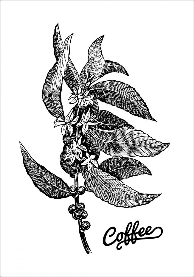Coffee Botanical Plakat