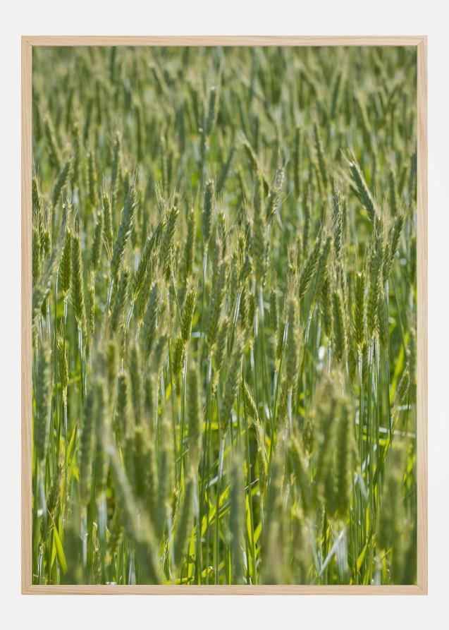 Green Wheat Field Plakat