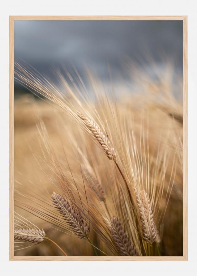 Wheat Plakat