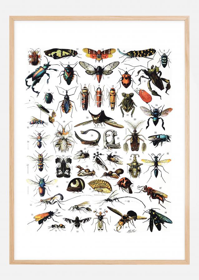 Insekter I - Plakat