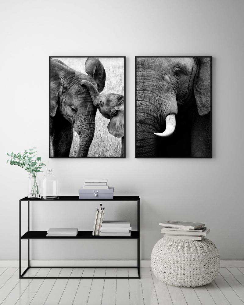 Elefant med unge 50x70 cm