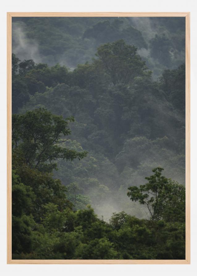Rainforest Plakat