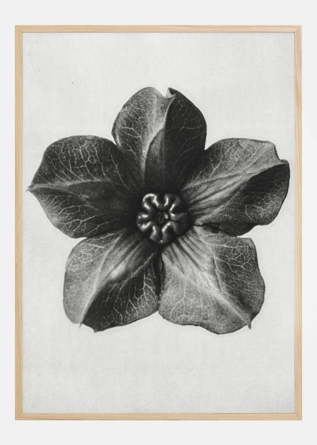 Grey Flower III Plakat