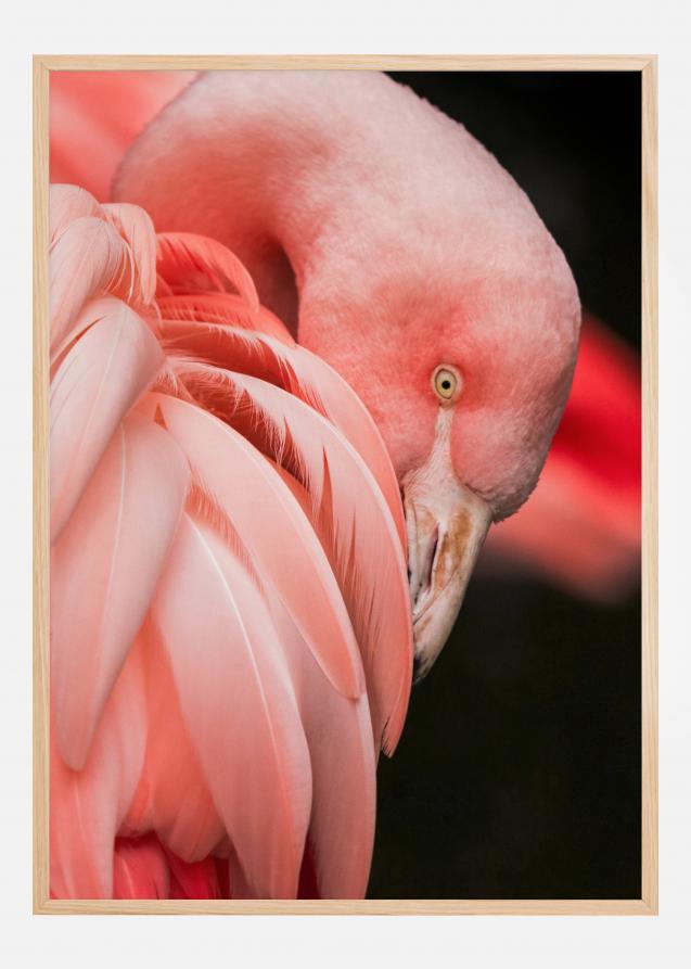 Flamingo Plakat