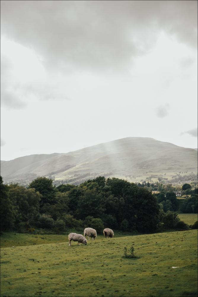 Sheep On A Hill II Plakat