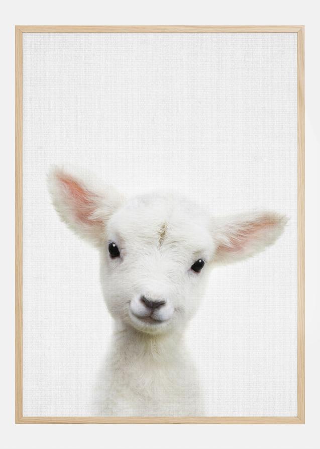 Peekaboo Baby Sheep Plakat
