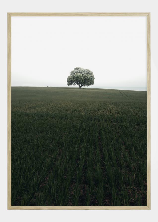 The lonely oak tree Plakat