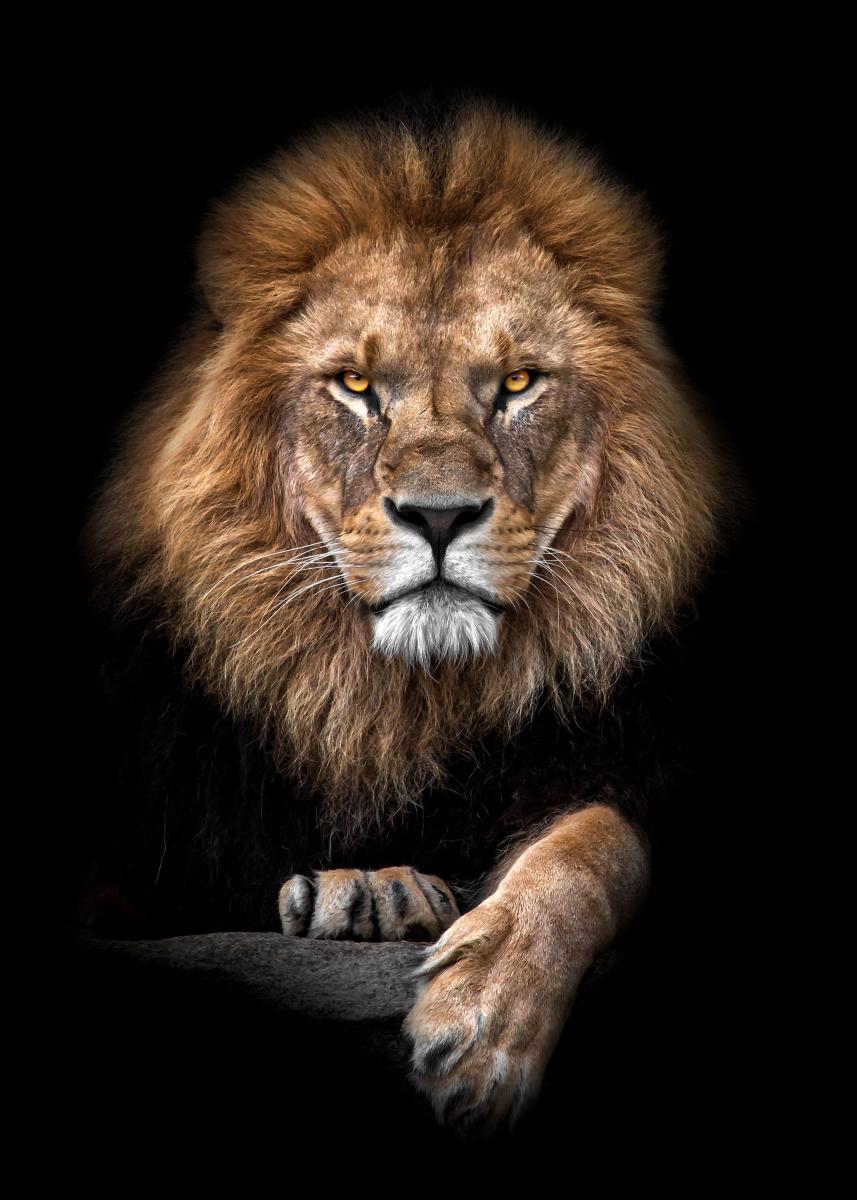 Focused Lion Color Plakat