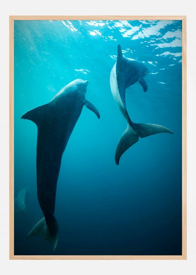 Shapes of Dolphins Plakat