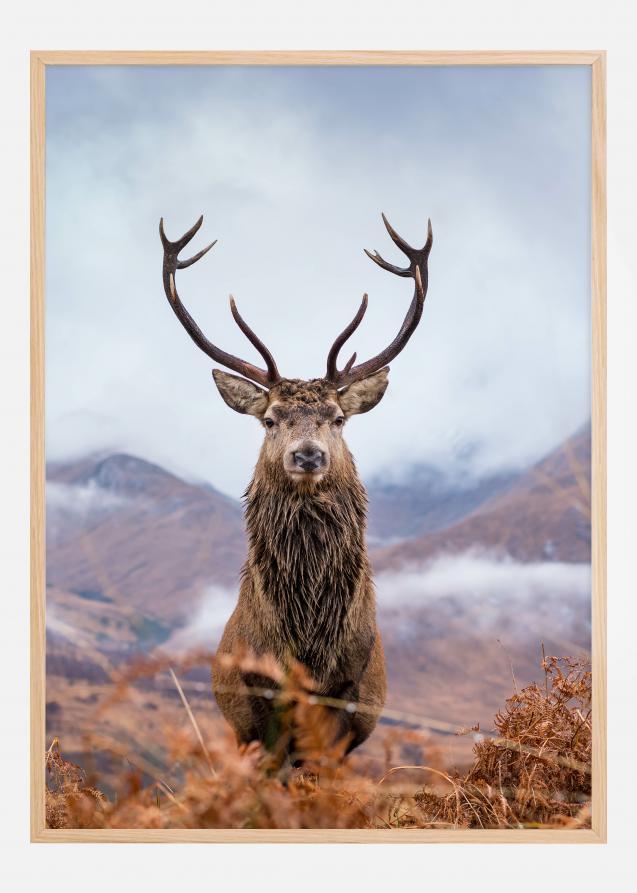 Red deer in the mountains Plakat