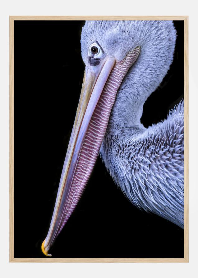 Pelican at night Plakat