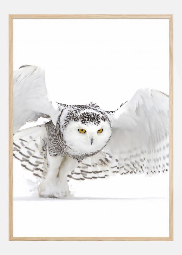 Snowy Owl Jazz Wings Plakat