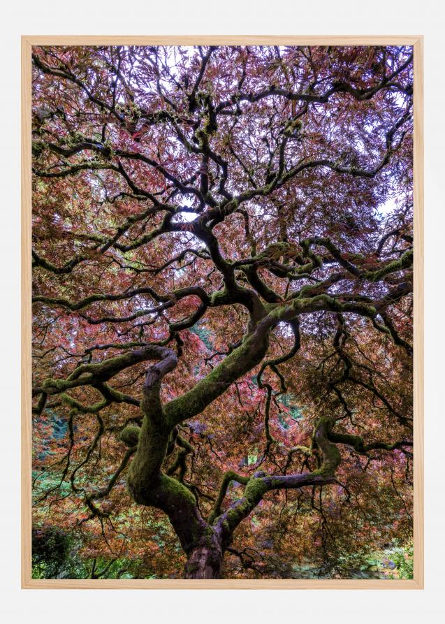 Japanese Maple Tree Plakat
