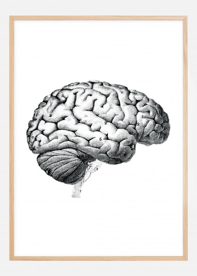 Hjerne - Plakat