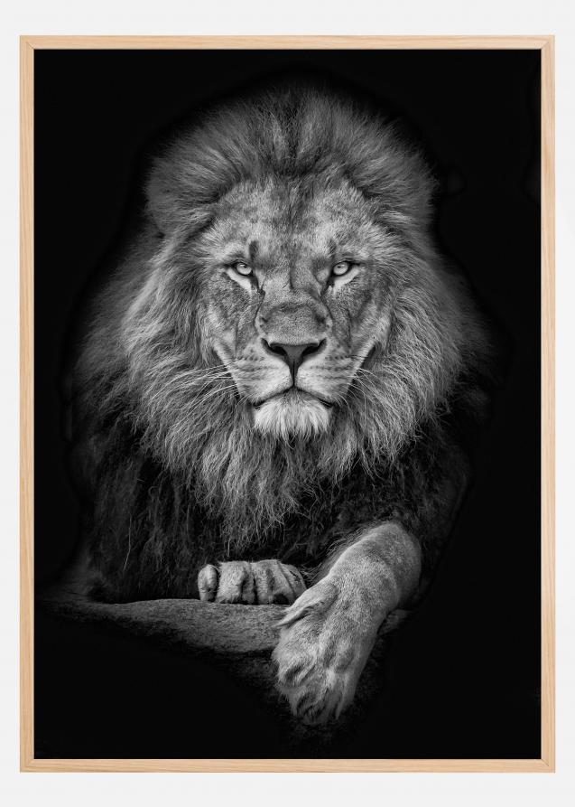 Focused lion Plakat