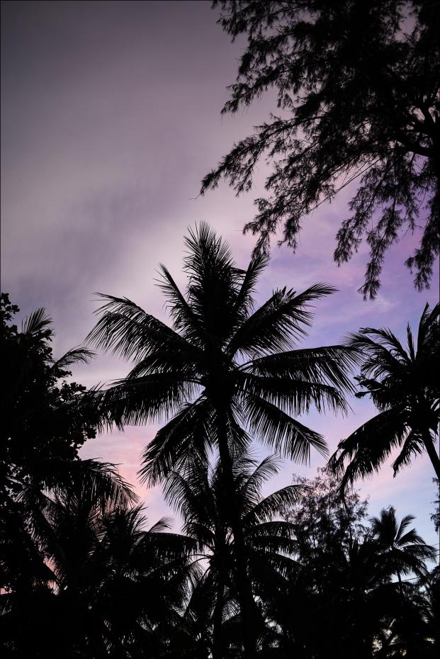 Sunset Palms Plakat