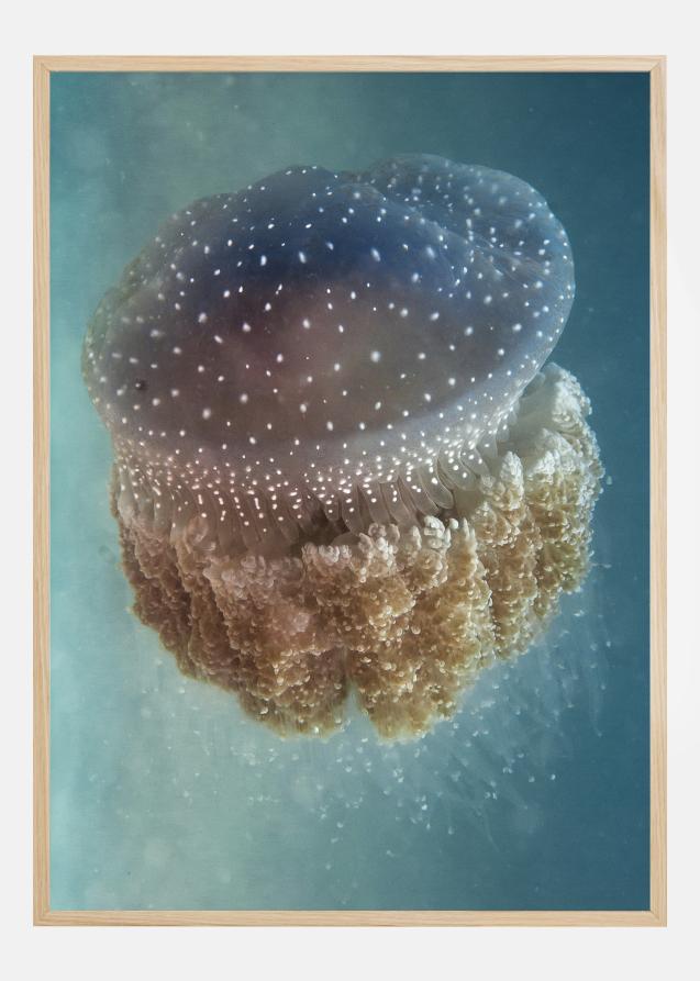 Jellyfish Phylorhiza punctata Plakat