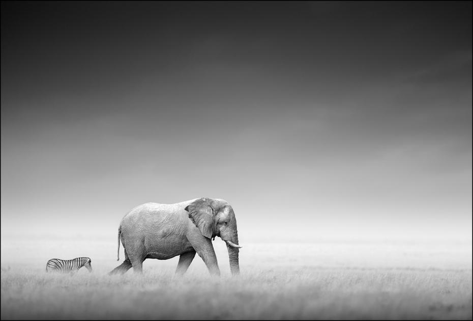 Elefanter p savannen 50x70 cm