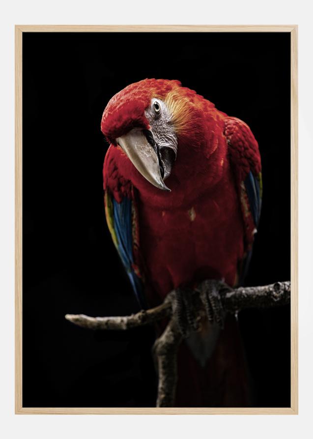 Portrait of Scarlet Macaw Plakat