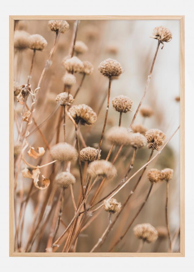 Dried up flowers Plakat