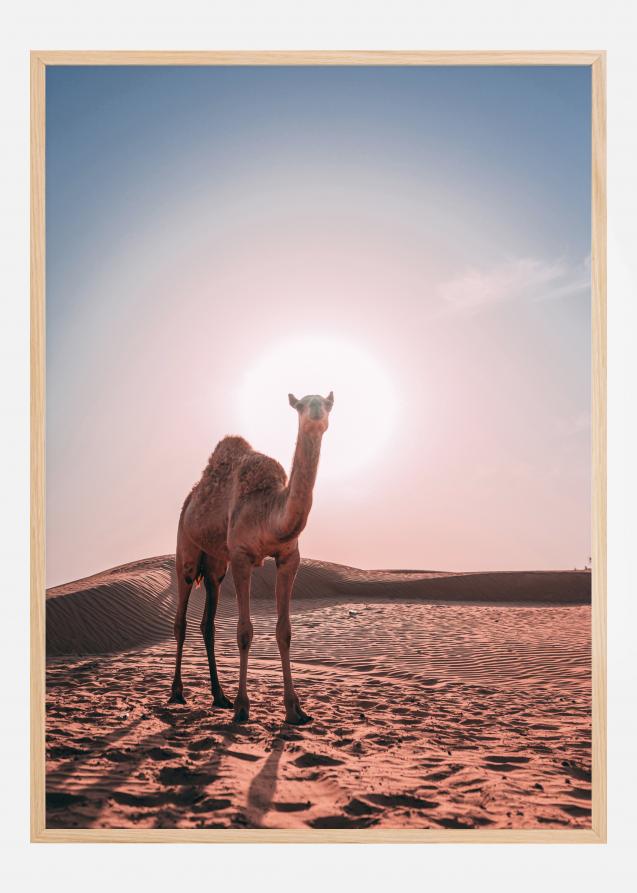 Camel Plakat