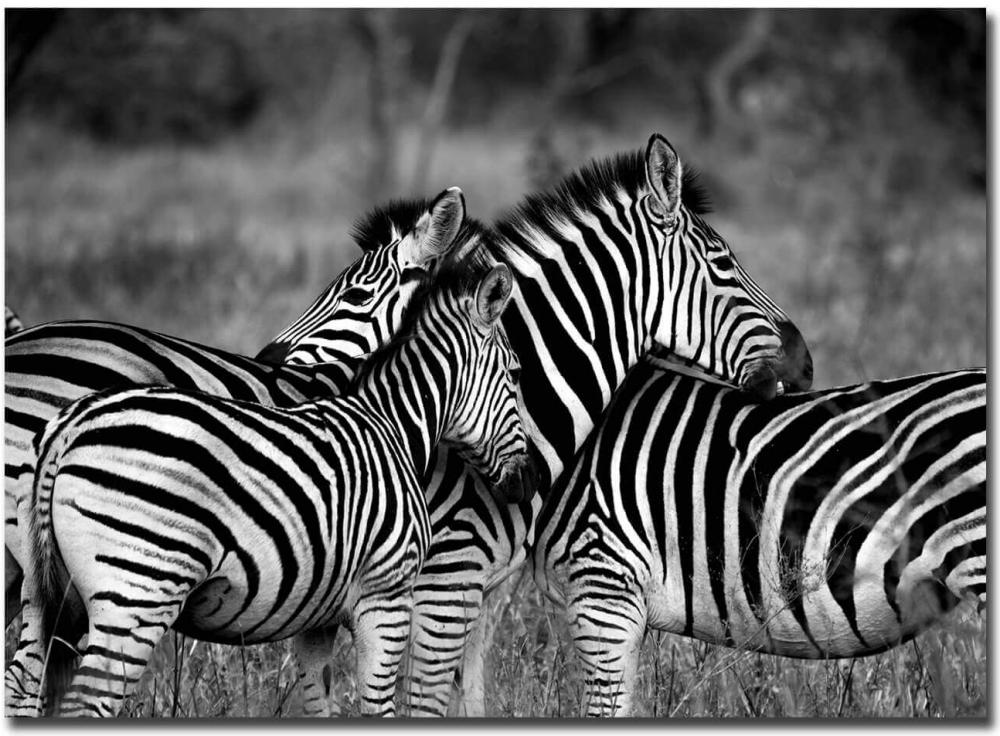 Zebra group-hugs Plakat