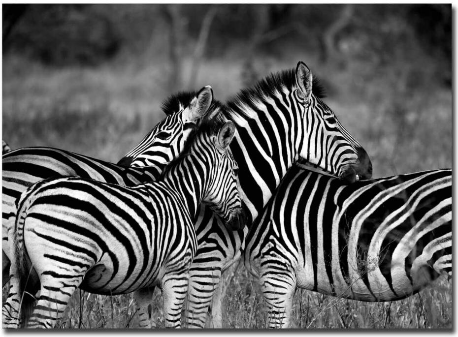 Zebra group-hugs