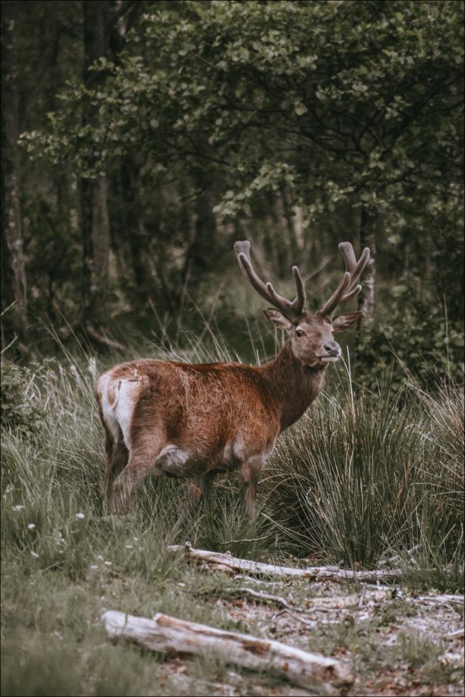 Lonely Deer Plakat