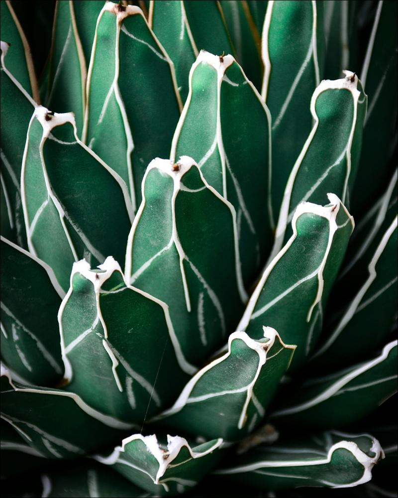 Green Plant 40x50 cm