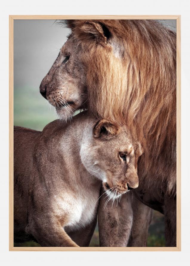Wild Lion Love Plakat
