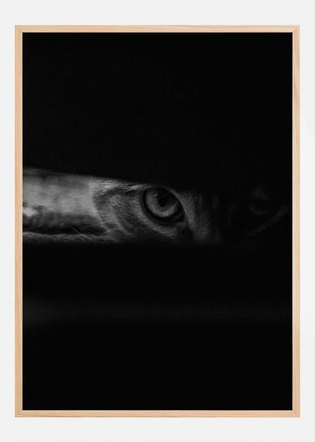 Peeking cat Plakat