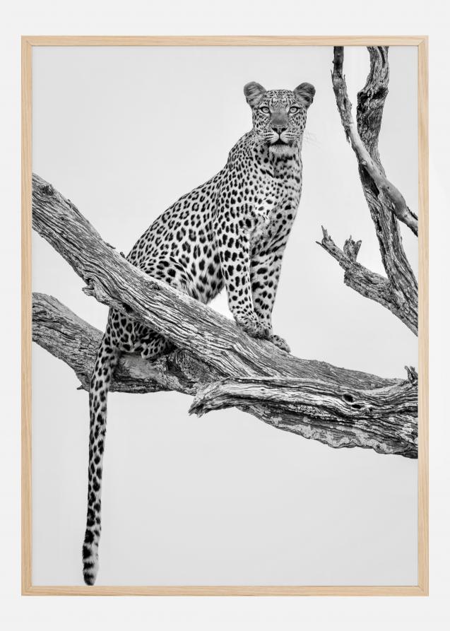 Leopard Portrait Plakat