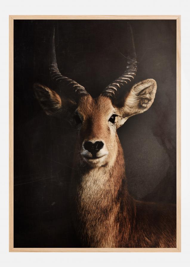 Antelope Plakat
