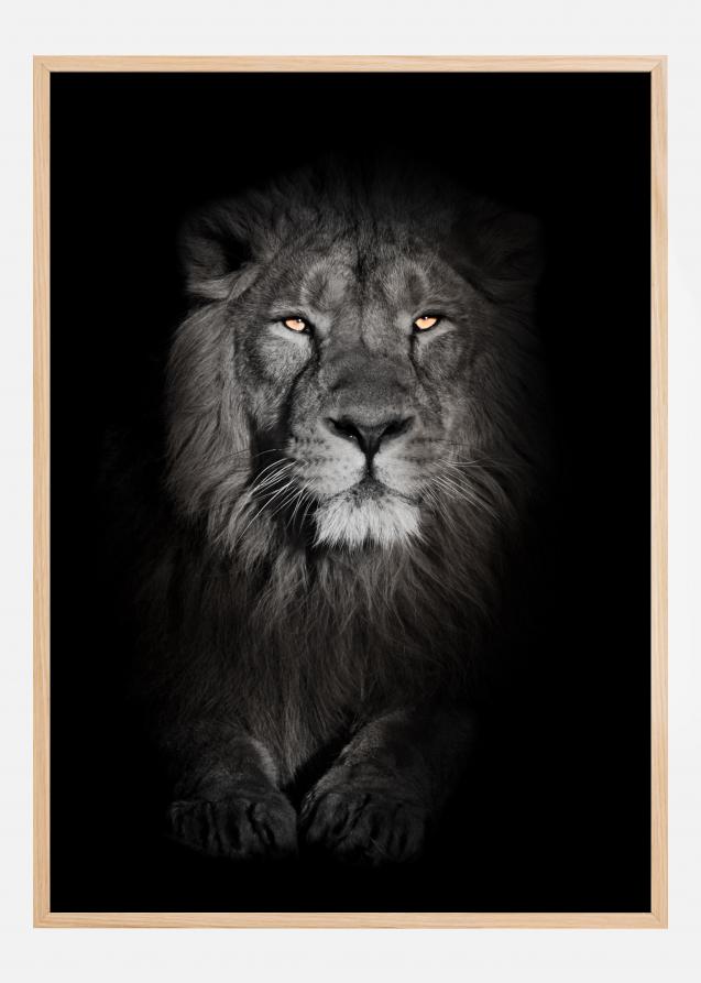 Lion in black and white Plakat