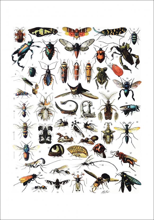 Insekter I - Plakat